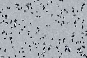 Линолеум Forbo Sphera Ec 450008 silver grey фото  | FLOORDEALER